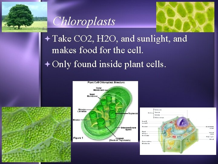 Chloroplasts Take CO 2, H 2 O, and sunlight, and makes food for the
