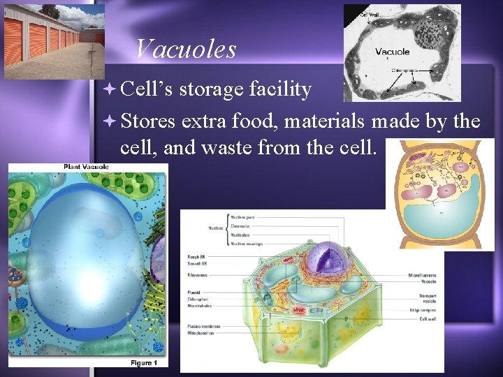 Vacuoles Cell’s storage facility Stores extra food, materials made by the cell, and waste