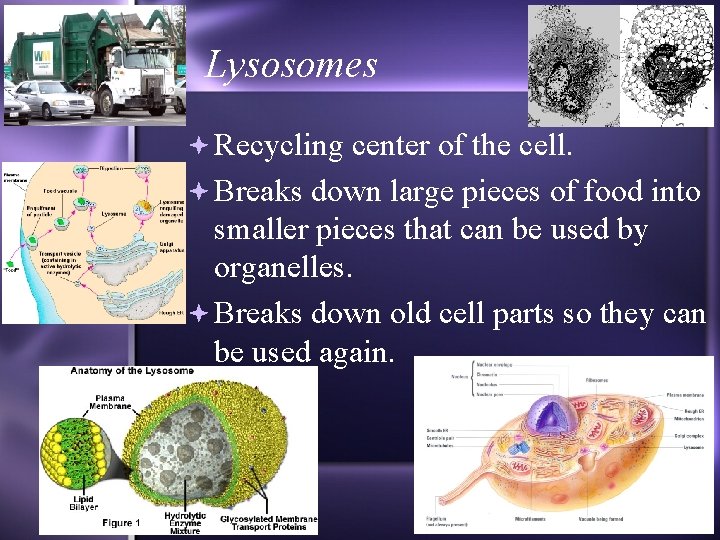 Lysosomes Recycling center of the cell. Breaks down large pieces of food into smaller