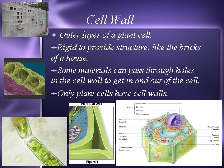 Cell Wall Outer layer of a plant cell. Rigid to provide structure, like the