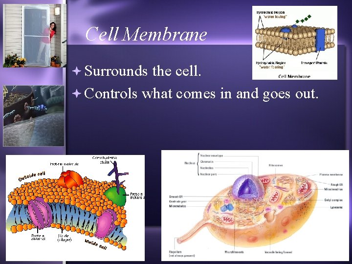 Cell Membrane Surrounds the cell. Controls what comes in and goes out. 