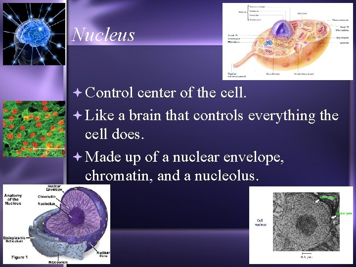 Nucleus Control center of the cell. Like a brain that controls everything the cell