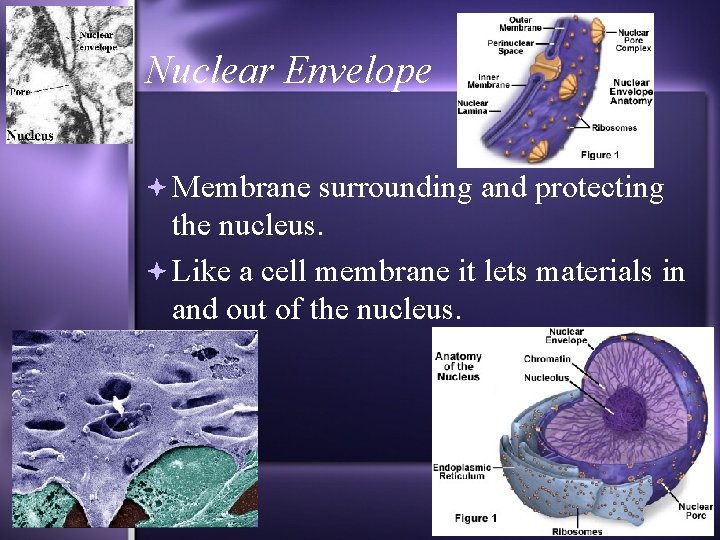 Nuclear Envelope Membrane surrounding and protecting the nucleus. Like a cell membrane it lets