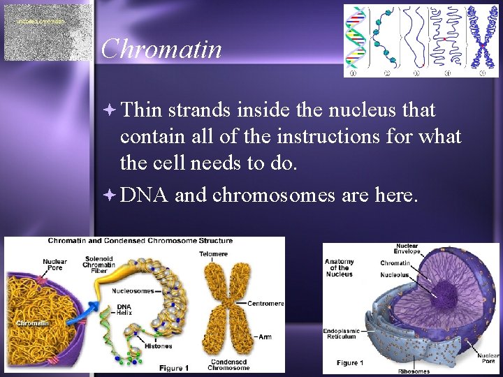 Chromatin Thin strands inside the nucleus that contain all of the instructions for what