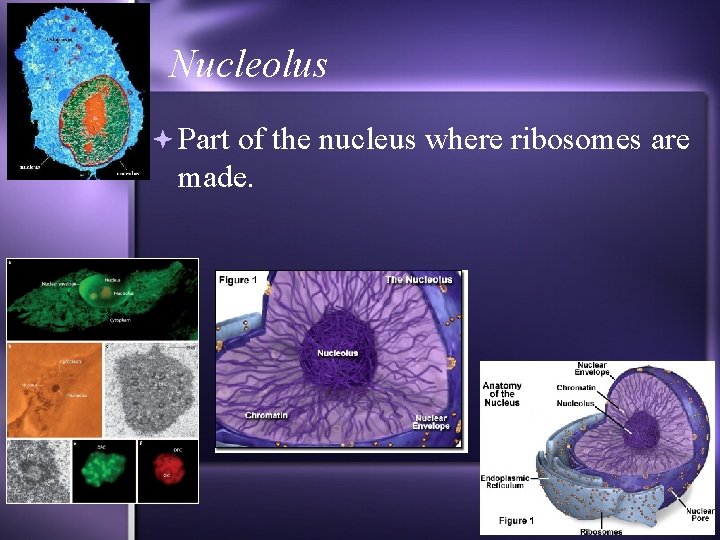 Nucleolus Part of the nucleus where ribosomes are made. 