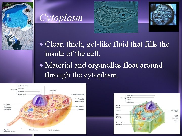 Cytoplasm Clear, thick, gel-like fluid that fills the inside of the cell. Material and
