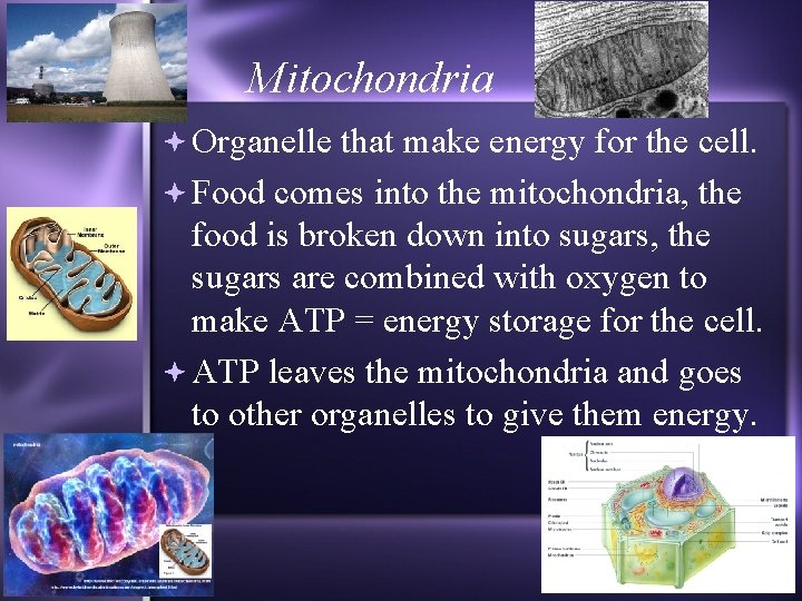Mitochondria Organelle that make energy for the cell. Food comes into the mitochondria, the