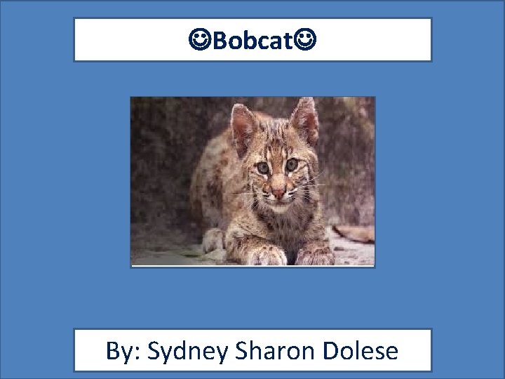  Bobcat By: Sydney Sharon Dolese 