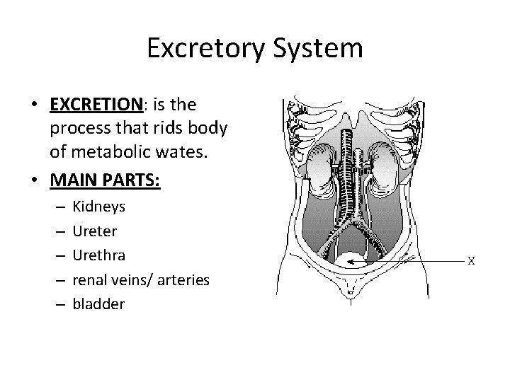 Excretory System • EXCRETION: is the process that rids body of metabolic wates. •