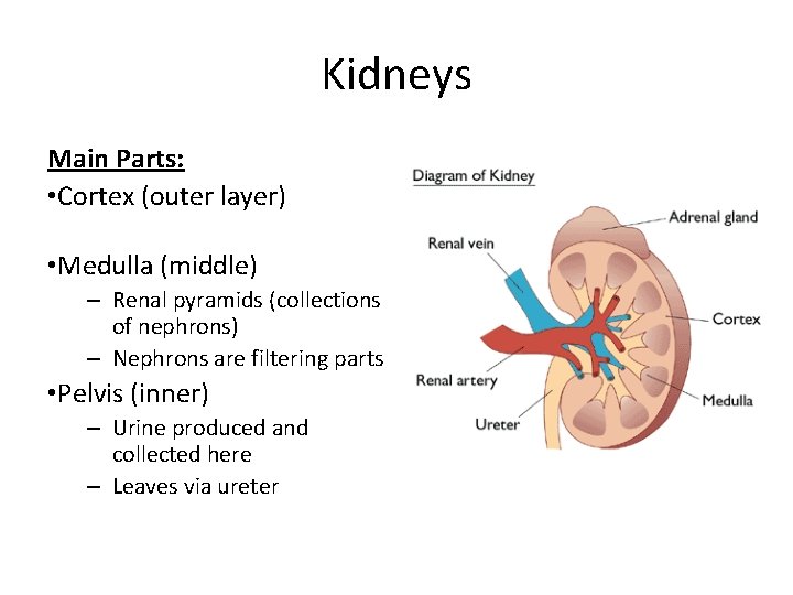 Kidneys Main Parts: • Cortex (outer layer) • Medulla (middle) – Renal pyramids (collections