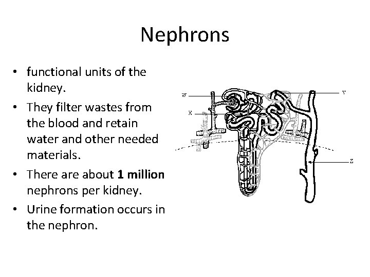 Nephrons • functional units of the kidney. • They filter wastes from the blood