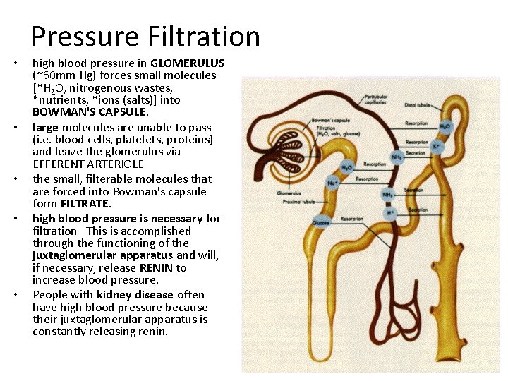 Pressure Filtration • • • high blood pressure in GLOMERULUS (~60 mm Hg) forces