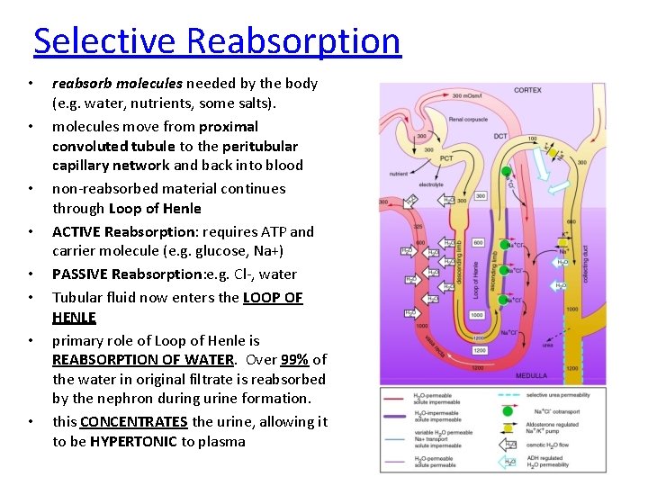 Selective Reabsorption • • reabsorb molecules needed by the body (e. g. water, nutrients,