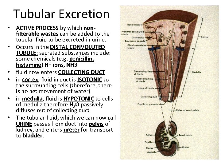 Tubular Excretion • ACTIVE PROCESS by which nonfilterable wastes can be added to the