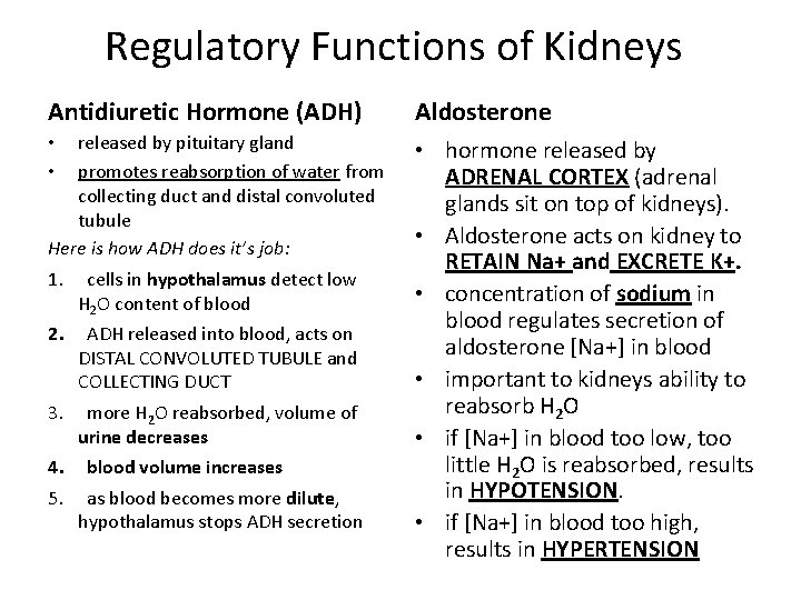 Regulatory Functions of Kidneys Antidiuretic Hormone (ADH) Aldosterone released by pituitary gland promotes reabsorption