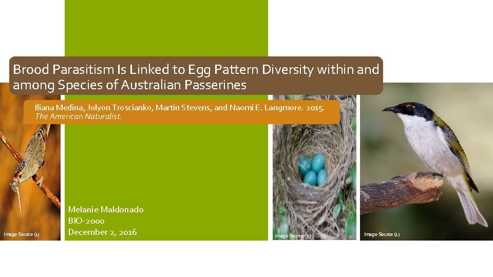 Brood Parasitism Is Linked to Egg Pattern Diversity within and among Species of Australian