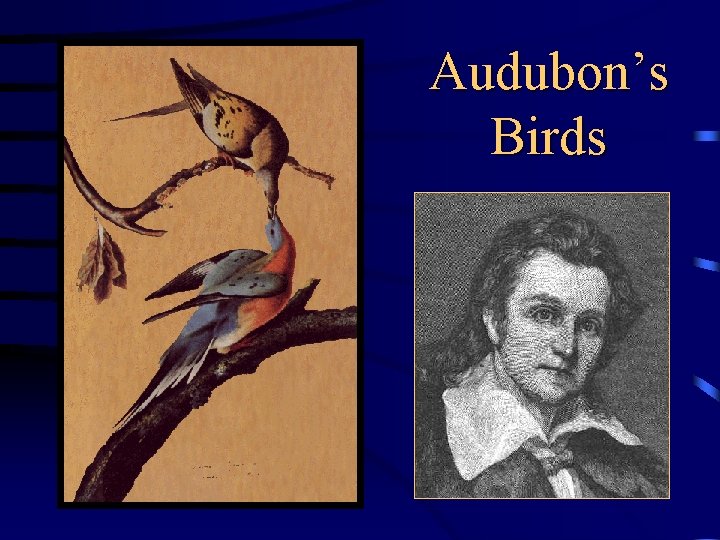 Audubon’s Birds 