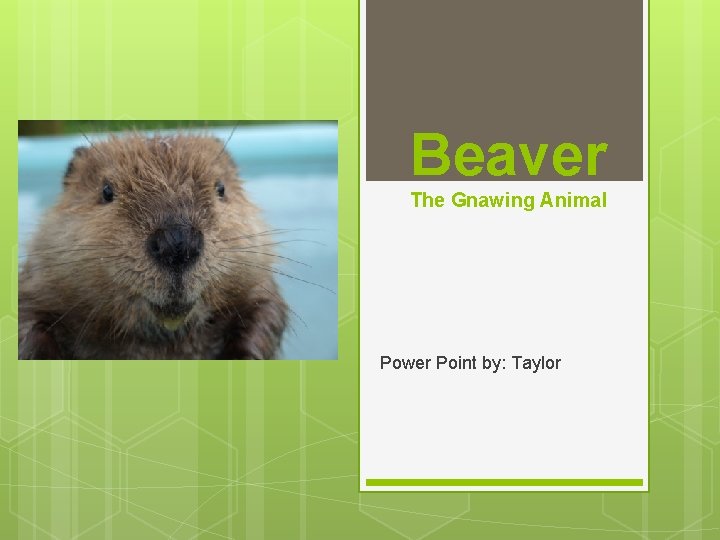 Beaver The Gnawing Animal Power Point by: Taylor 