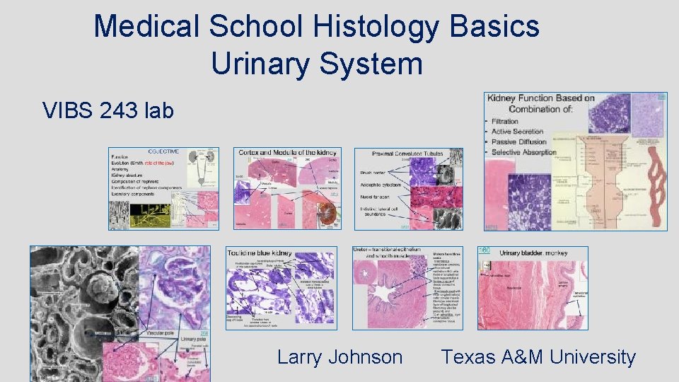Medical School Histology Basics Urinary System VIBS 243 lab Larry Johnson Texas A&M University