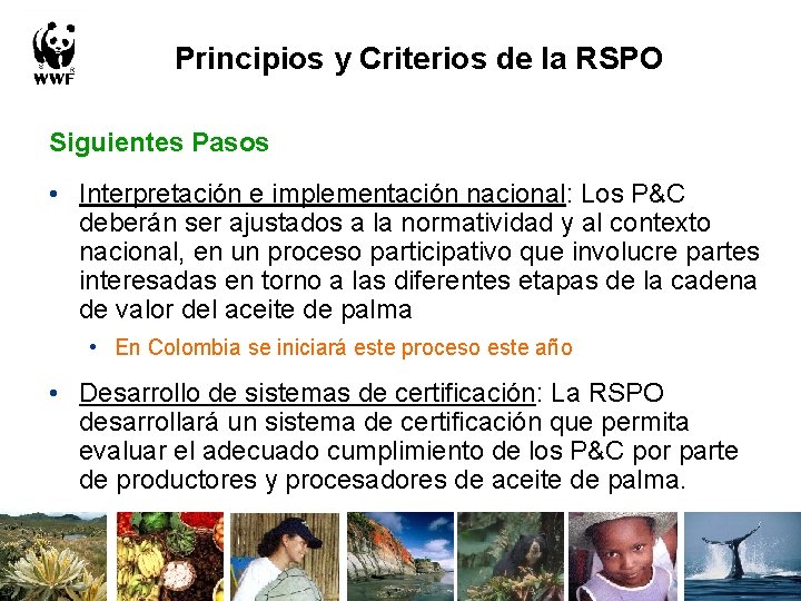 Principios y Criterios de la RSPO Siguientes Pasos • Interpretación e implementación nacional: Los