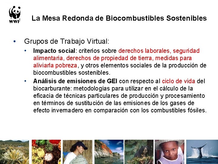 La Mesa Redonda de Biocombustibles Sostenibles • Grupos de Trabajo Virtual: • • Impacto