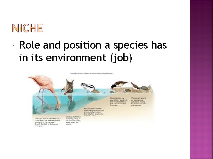  Role and position a species has in its environment (job) 