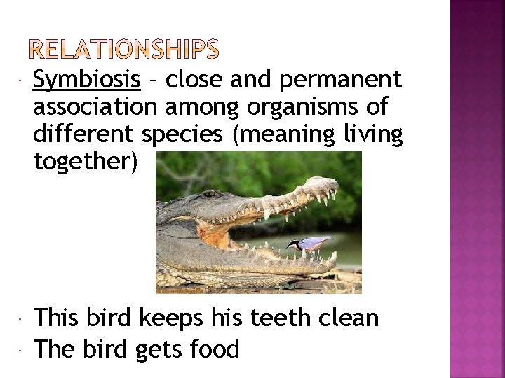  Symbiosis – close and permanent association among organisms of different species (meaning living