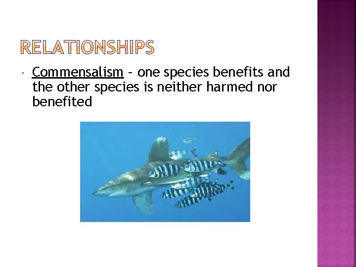  Commensalism – one species benefits and the other species is neither harmed nor
