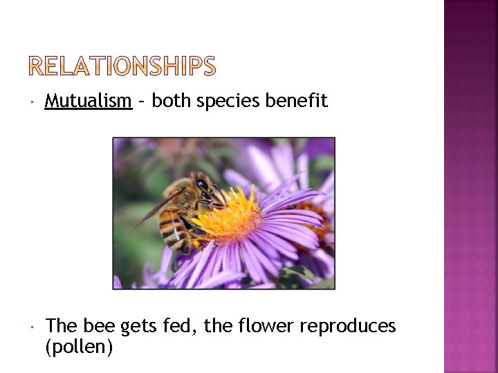  Mutualism – both species benefit The bee gets fed, the flower reproduces (pollen)