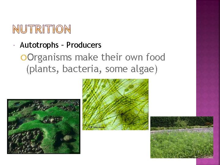  Autotrophs – Producers Organisms make their own food (plants, bacteria, some algae) 