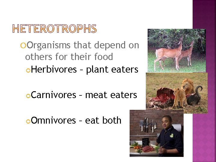  Organisms that depend on others for their food Herbivores – plant eaters Carnivores