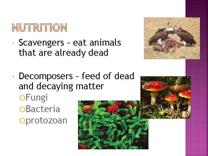  Scavengers – eat animals that are already dead Decomposers – feed of dead