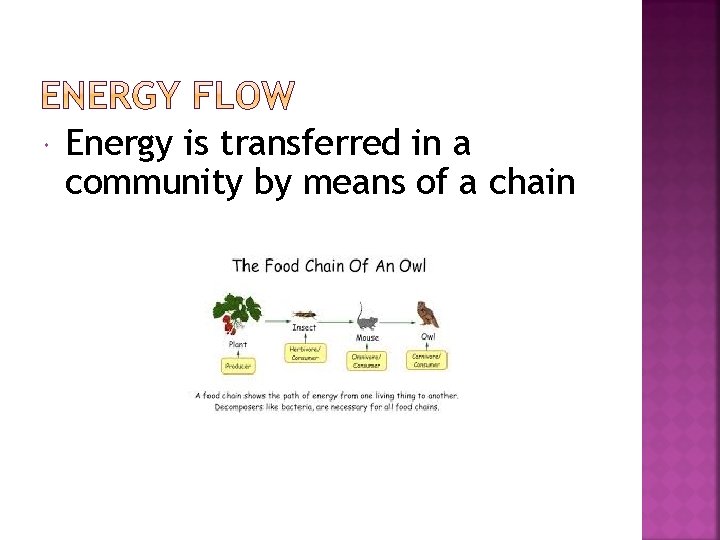  Energy is transferred in a community by means of a chain 