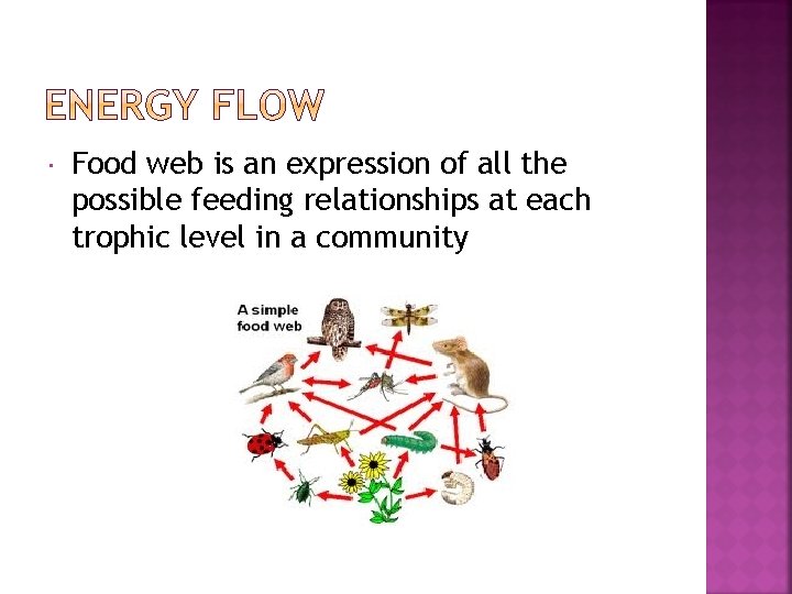  Food web is an expression of all the possible feeding relationships at each