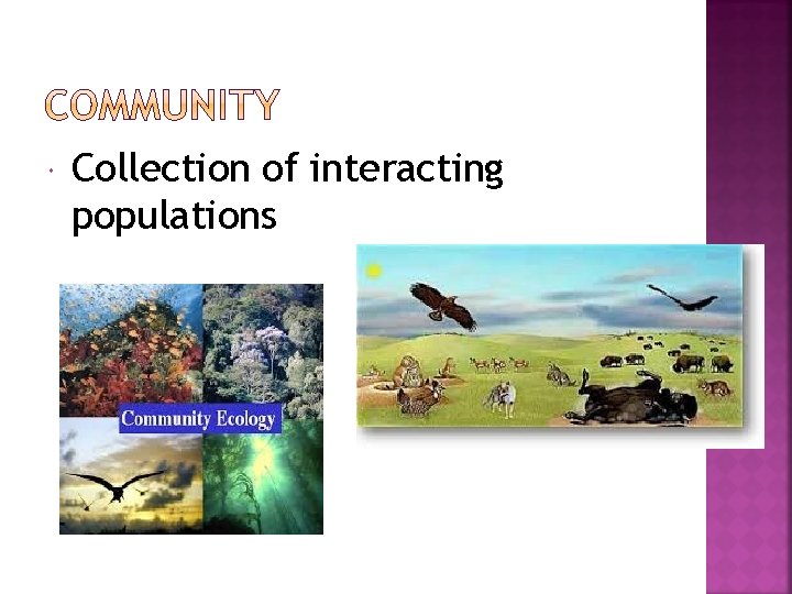  Collection of interacting populations 
