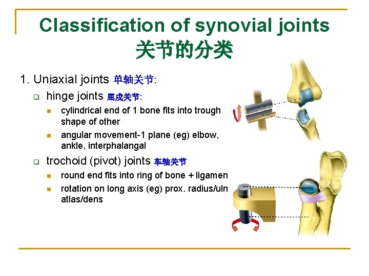 Classification of synovial joints 关节的分类 1. Uniaxial joints 单轴关节: q hinge joints 屈戍关节: n