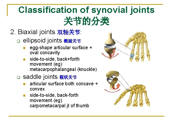 Classification of synovial joints 关节的分类 2. Biaxial joints 双轴关节: q ellipsoid joints 椭圆关节 n