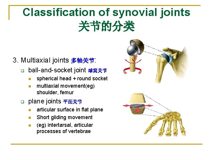 Classification of synovial joints 关节的分类 3. Multiaxial joints 多轴关节: q ball-and-socket joint 球窝关节 n