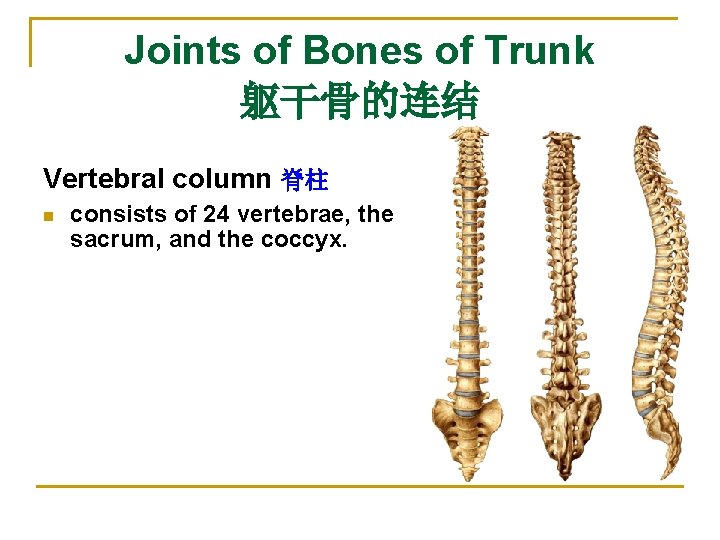 Joints of Bones of Trunk 躯干骨的连结 Vertebral column 脊柱 n consists of 24 vertebrae,