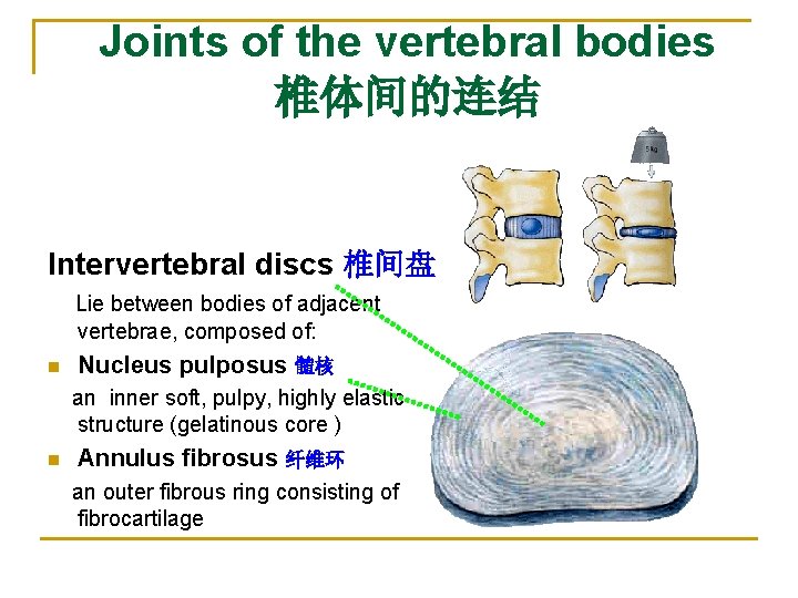 Joints of the vertebral bodies 椎体间的连结 Intervertebral discs 椎间盘 Lie between bodies of adjacent