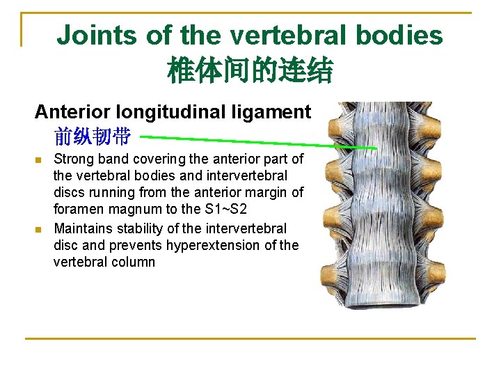 Joints of the vertebral bodies 椎体间的连结 Anterior longitudinal ligament 前纵韧带 n n Strong band