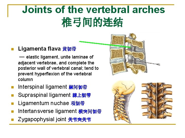 Joints of the vertebral arches 椎弓间的连结 n Ligamenta flava 黄韧带 ― elastic ligament, unite