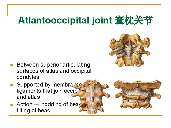 Atlantooccipital joint 寰枕关节 n n n Between superior articulating surfaces of atlas and occipital