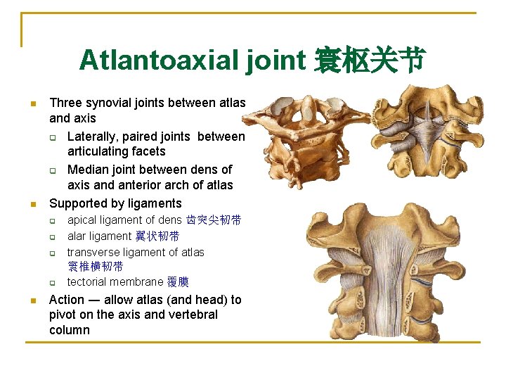 Atlantoaxial joint 寰枢关节 n n Three synovial joints between atlas and axis q Laterally,