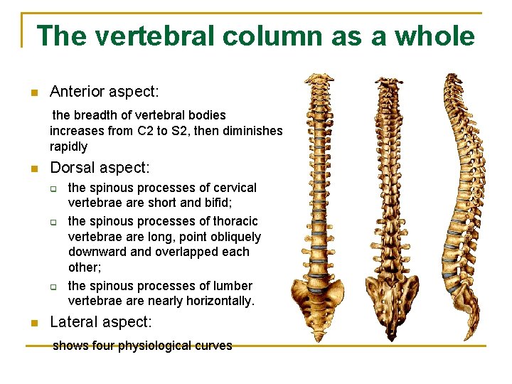 The vertebral column as a whole n Anterior aspect: the breadth of vertebral bodies