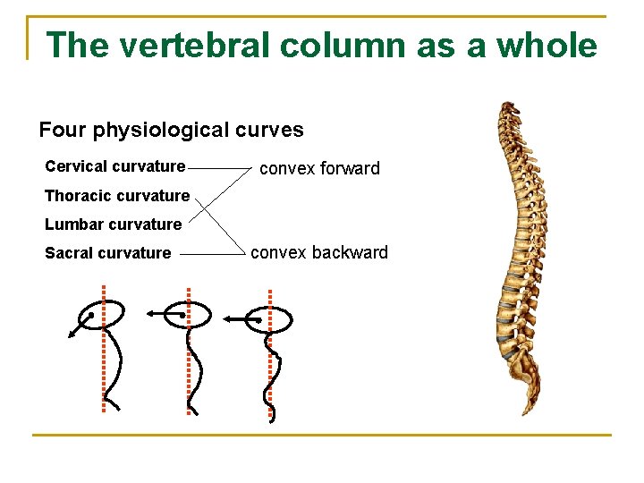 The vertebral column as a whole Four physiological curves Cervical curvature convex forward Thoracic