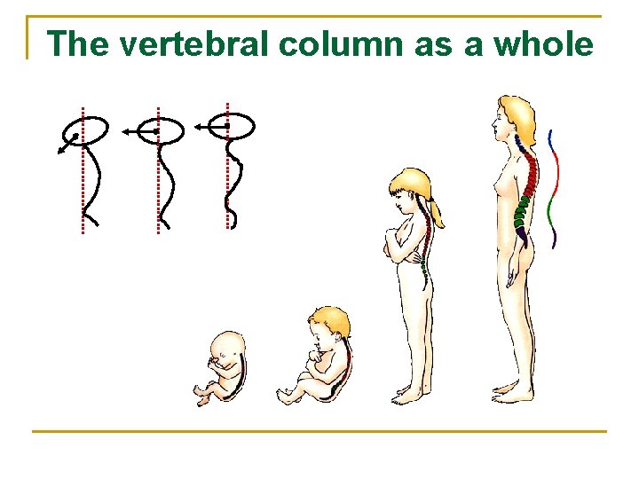 The vertebral column as a whole 