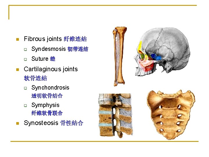 n n Fibrous joints 纤维连结 q Syndesmosis 韧带连结 q Suture 缝 Cartilaginous joints 软骨连结