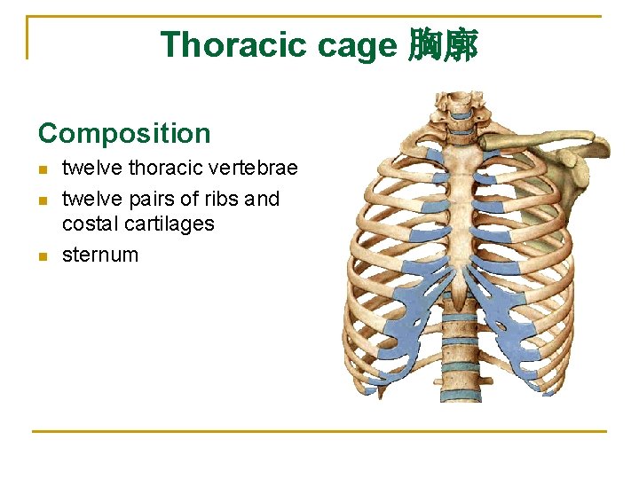 Thoracic cage 胸廓 Composition n twelve thoracic vertebrae twelve pairs of ribs and costal