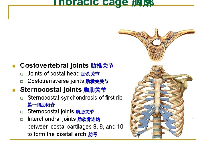 Thoracic cage 胸廓 n Costovertebral joints 肋椎关节 q q n Joints of costal head